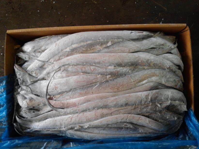 泰國冷凍帶魚進口報關資料到廣州代理水產品案例