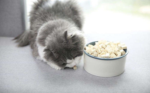 凍干寵物食品進口報關的流程是怎樣的？